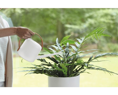 Een persoon geeft een kamerplant water met een gieter.