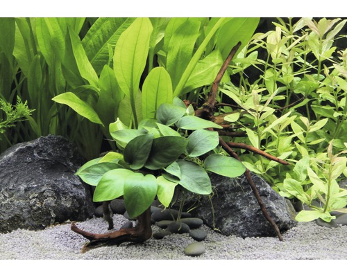 Aquariumplantenarrangement met stenen, grind en wortelhout