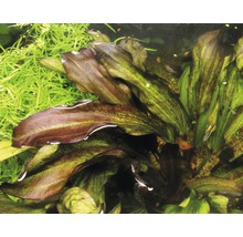 Aquarium met Echinodorus planten