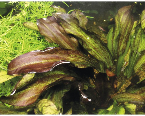 Aquarium met Echinodorus planten