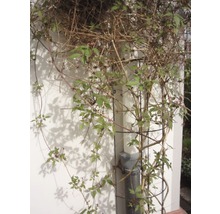NATURE Klimrek planten regenpijpklimrek groen 18x145 cm-thumb-2