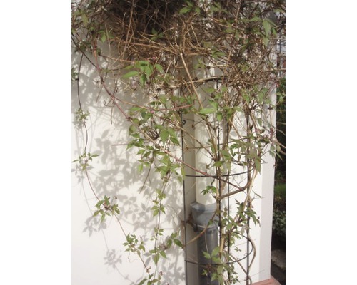 Klimplant tegen een muur met klimhulp