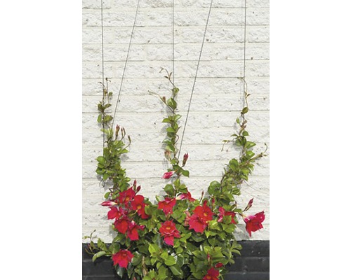 Klimplant met rode bloemen tegen een muur