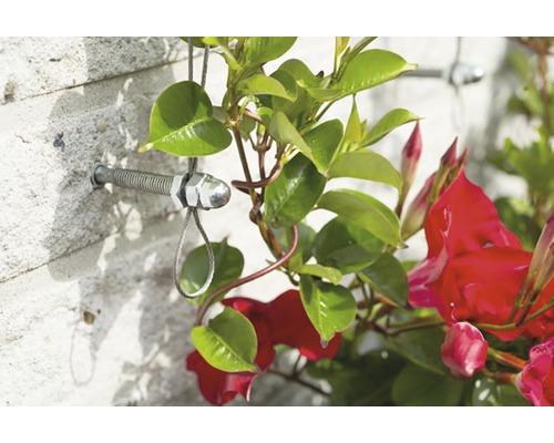 Plantenklimhulp met muurbevestiging en bloeiende plant