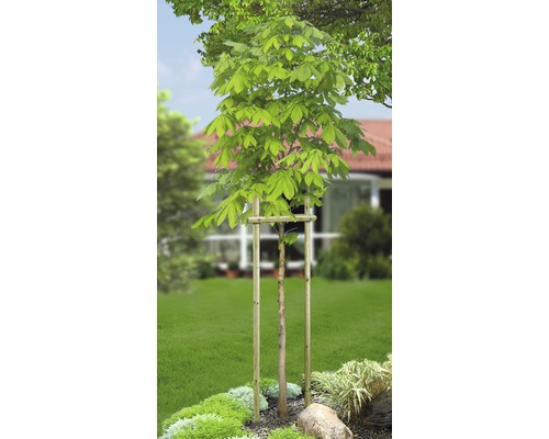 Jonge boom in de tuin met boomsteun.