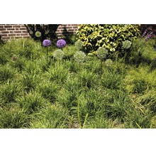 Bloeiende sierui in de tuinborder