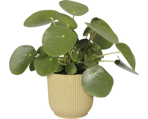 Pannenkoekenplant in geribbelde pot