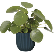 Pannenkoekenplant in pot