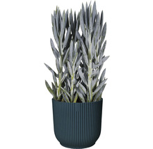 Kunstmatige succulent in geribbelde pot