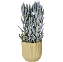 Senecio in pot