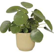 Pannenkoekenplant in pot