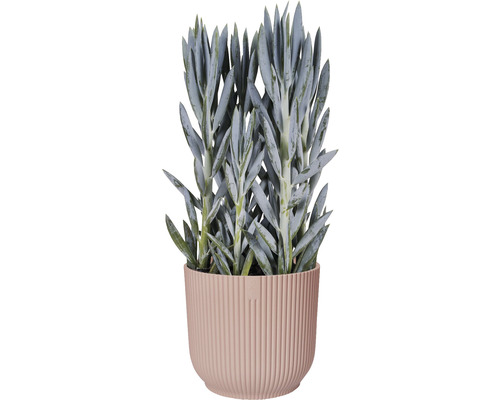 Senecio cylindricus vetplant in pot