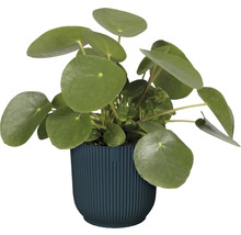 Pannenkoekenplant in pot