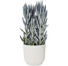 Vetplant in een pot met verticaal ribbeldesign