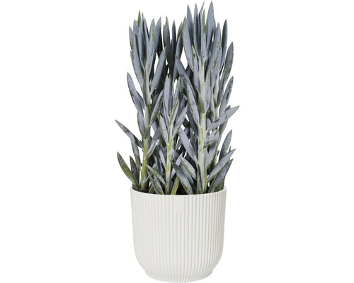 Vetplant in een pot met verticaal ribbeldesign