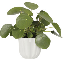 Pannenkoekenplant in pot