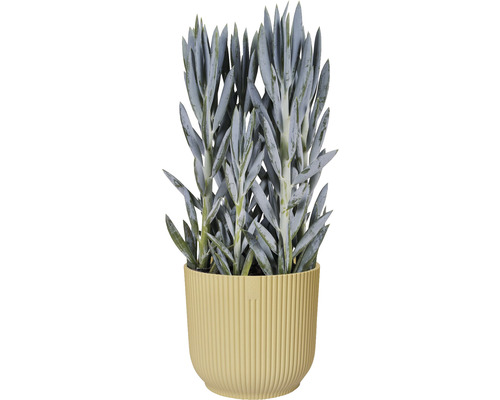 Senecio in een pot