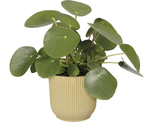 Pannenkoekenplant in pot