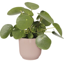 Pannenkoekenplant in pot