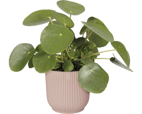 Pannenkoekenplant in pot