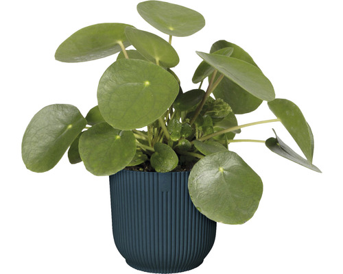 Pannenkoekenplant in pot