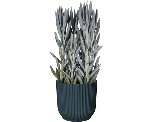 Potplant met succulentachtige bladeren in gegroefde pot