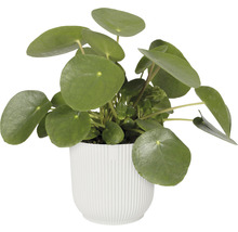 Pannenkoekenplant in pot