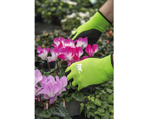 Tuinhandschoenen bij het hanteren van roze en witte cyclamen