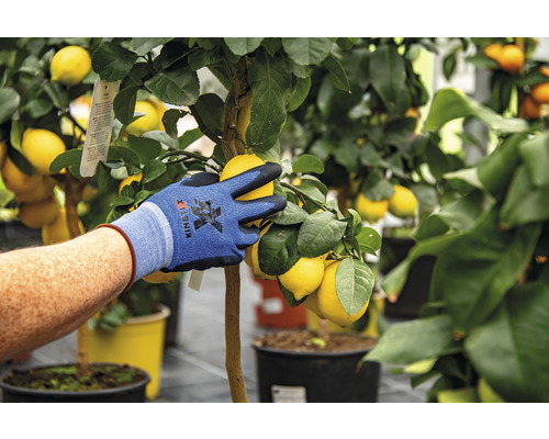 Een persoon met tuinhandschoenen plukt citroenen van een citroenboom.