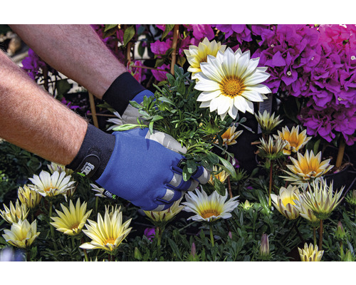 Tuinieren met tuinhandschoenen tussen gazania''s en bougainvillea