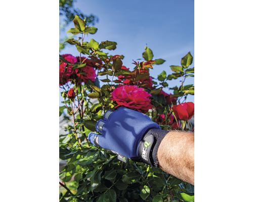 Een hand met een tuinhandschoen plukt een rode roos van de rozenstruik.