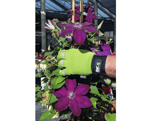 Clematis plant met tuinhandschoen