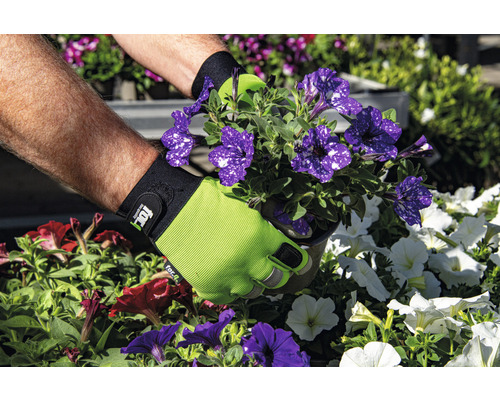 Handen met tuinhandschoenen planten petunia''s in een tuin.