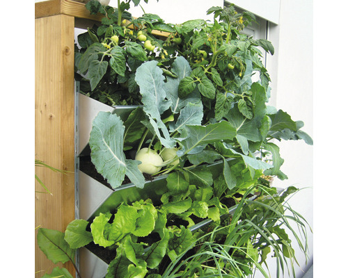 Verticale tuin met sla, koolraap en tomatenplanten