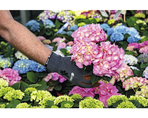 Een persoon houdt een roze hortensiastraat vast met tuinhandschoenen.