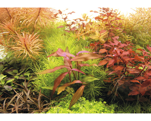 Close-up van diverse aquariumplanten.