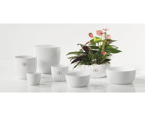 Diverse maten witte keramische bloempotten, een met beplanting