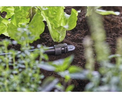 Druppelirrigatie in de tuin tussen slaplanten