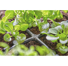 Irrigatiesysteem met verdeler tussen planten in de tuin