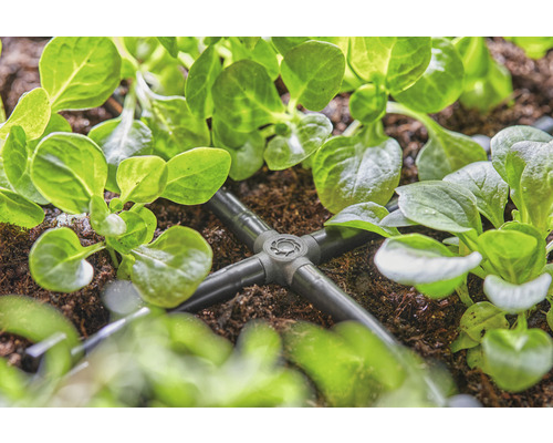 Irrigatiesysteem met verdeler tussen planten in de tuin