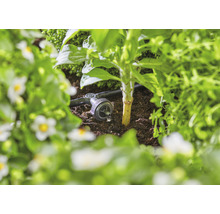 Druppelirrigatie in de tuin voor het bewateren van planten.