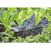 Irrigatie van sla planten met een sprinkler in de tuin