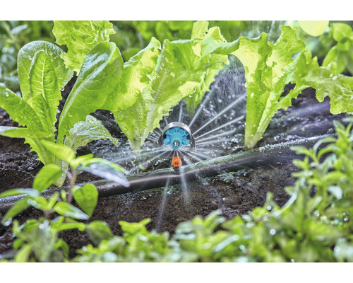 Irrigatie van sla planten met een sprinkler in de tuin