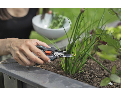 Vrouw oogst bieslook met een kruidenschaar in de tuin.