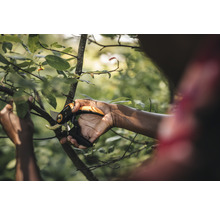 Een persoon snoeit een tak met een tuinschaar.