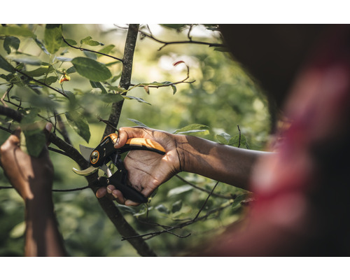 Een persoon snoeit een tak met een tuinschaar.