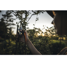 Een persoon snoeit een boom met een snoeischaar.