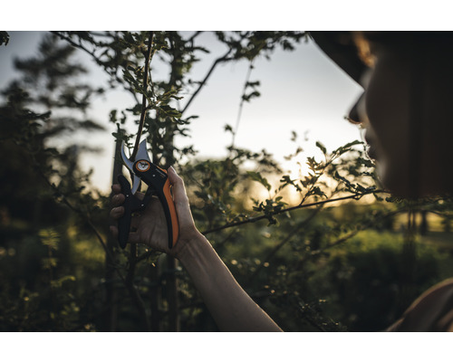 Een persoon snoeit een boom met een snoeischaar.