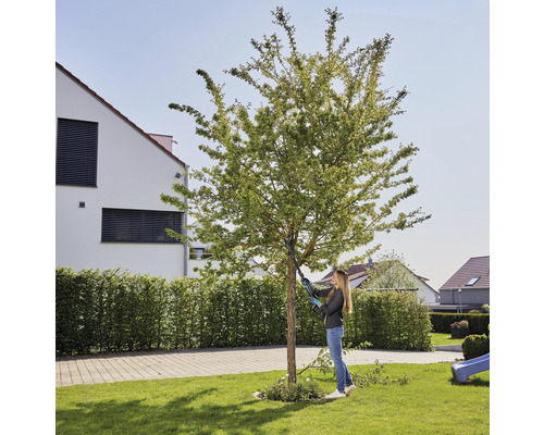 Vrouw snoeit boom met een snoeischaar in de tuin.