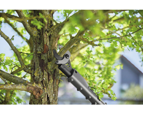 Takkenschaar knipt een tak van een boom.